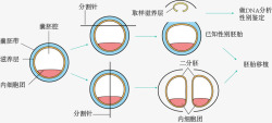 牛胚胎性别鉴定和分割牛胚胎性别鉴定和分割示意图高清图片