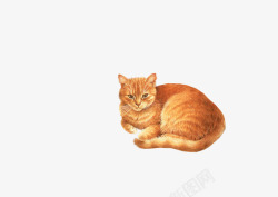 曲成一团睡觉的猫咪素材