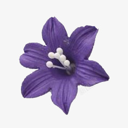 紫色百合花卉素材