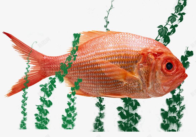 红色景观鱼热带鱼png免抠素材_88icon https://88icon.com 小鱼 景观鱼 热带鱼 红色鱼 鱼 鱼缸中的鱼
