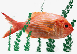 红色景观鱼热带鱼素材