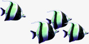 鱼金鱼热带鱼绿色素材