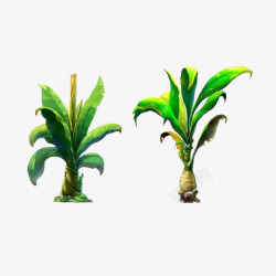 两棵热带芭蕉树绿色大叶子素材