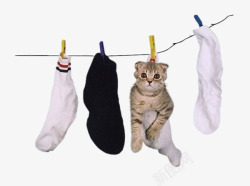 晾晒袜子猫咪素材