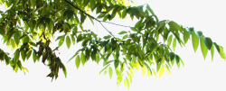 阳光下绿色植物树叶素材