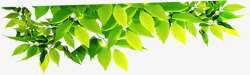 绿色清新树叶阳光素材