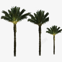 热带植物椰子树素材