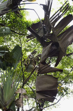 热带风情芭蕉树叶素材
