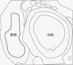 细胞剖面图动脉和静脉横切图高清图片