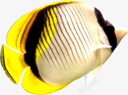 白黄相间热带鱼素材