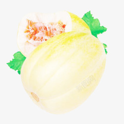 白香瓜阳光下的白香瓜高清图片