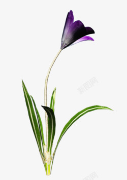 紫色喇叭花花朵装饰素材