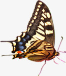 创意合成飞舞的蝴蝶造型昆虫png免抠素材_88icon https://88icon.com 创意 合成 昆虫 蝴蝶 造型 飞舞