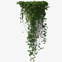 柱子鲜草绿色垂吊植物多条鲜草绿色垂吊植物高清图片