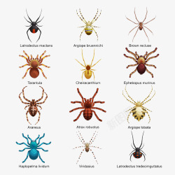 不同形态蜘蛛素材