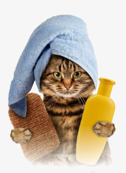 沐浴背景宠物猫咪洗澡高清图片