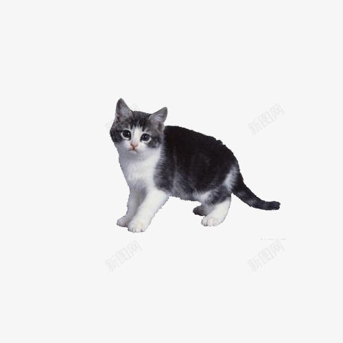 呆萌猫咪png免抠素材_88icon https://88icon.com 动物 可爱 呆萌 宠物 猫