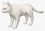 白色猫咪手绘猫咪素材