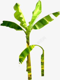 热带绿色植物椰树素材