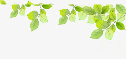 合成创意绿色卡通树叶造型效果素材