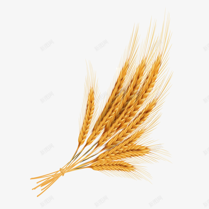 黄色卡通小麦植物png免抠素材_88icon https://88icon.com 卡通小麦 卡通植物 小麦植物 背景装饰