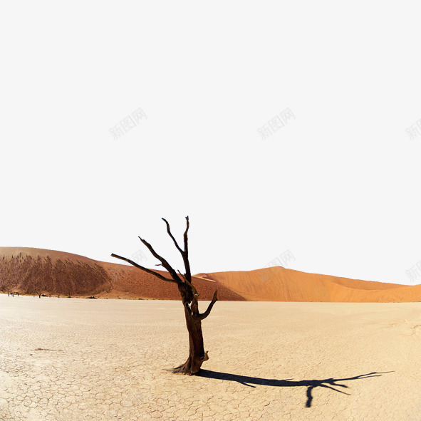 沙漠阳光下的树png免抠素材_88icon https://88icon.com 沙漠枯树 炎热 阳光 顽强