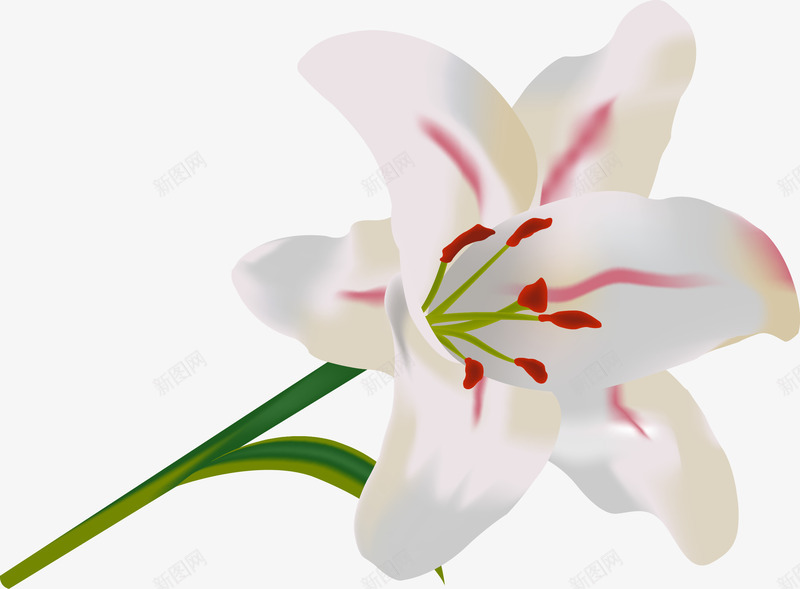 手绘百合花矢量图ai免抠素材_88icon https://88icon.com 写实 手绘 白色 百合花 花朵 矢量图