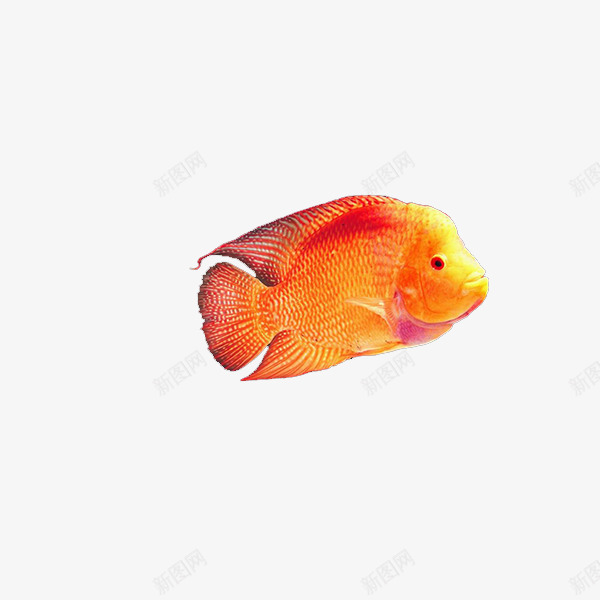 金色小鱼png免抠素材_88icon https://88icon.com 橘红色 金色小鱼素材 金鱼素材 鱼类