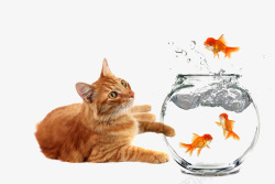 耍鱼的猫咪素材