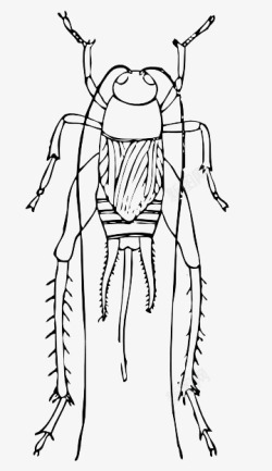 蟋蟀昆虫素材