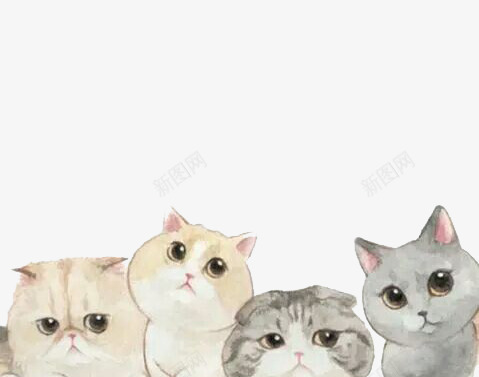 萌猫 萌图| 一只性感十足的可爱萌猫小短腿__凤凰网