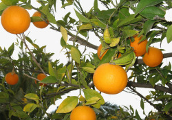 橘树素材