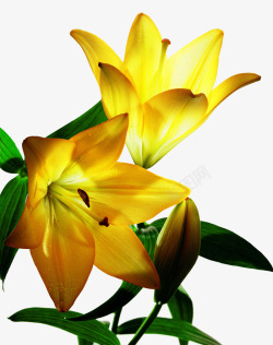 黄色手绘百合花花朵素材
