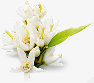 百合花白色花朵植物花朵素材