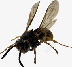 黑蜜蜂蜜蜂高清图片