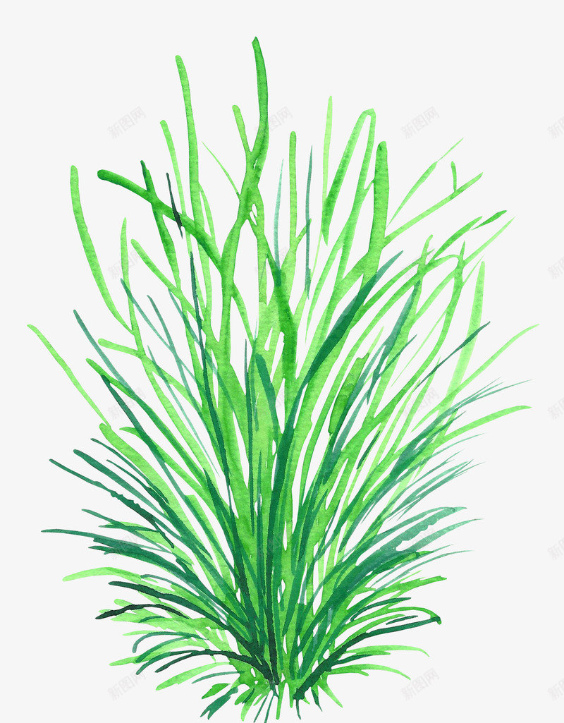 手绘草丛png免抠素材_88icon https://88icon.com 手绘绿草 植物 水彩植物 绿色 草丛