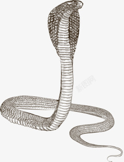 蛇类可怕的眼镜蛇高清图片