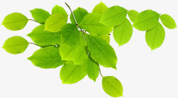 绿色清爽树叶风光环保素材