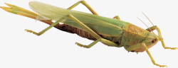 绿色昆虫蚂蚱素材