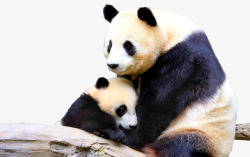 动物可爱国宝熊猫母子相依偎素材