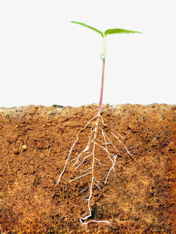 植物小苗黄色泥土剖面高清图片