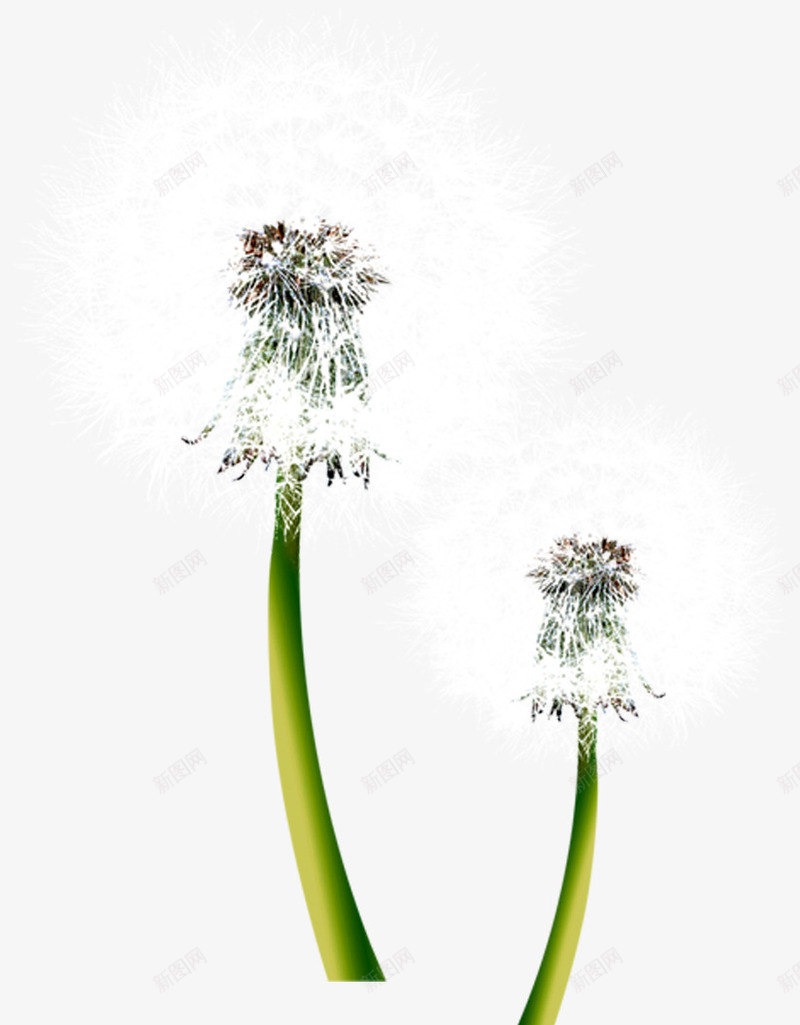 白色唯美蒲公英造型郊外png免抠素材_88icon https://88icon.com 白色 蒲公英 造型 郊外
