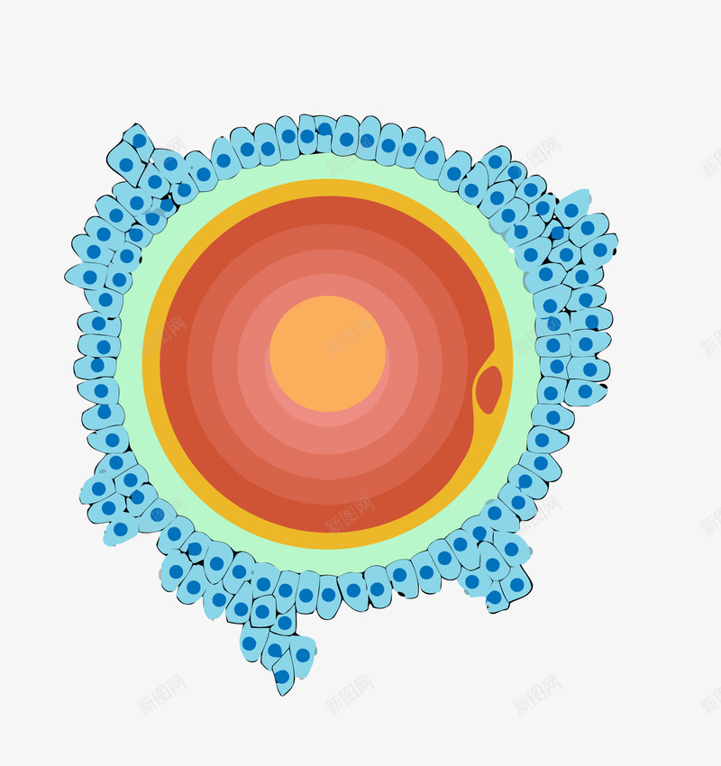圆圈细胞png免抠素材_88icon https://88icon.com 干细胞 红心细胞 细胞 蓝边细胞