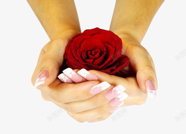 手捧玫瑰花美甲造型png免抠素材_88icon https://88icon.com 创意 手捧玫瑰花 美甲 美甲造型
