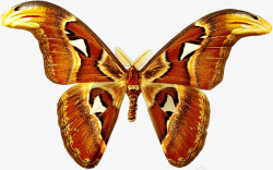 蝴蝶昆虫标本素材