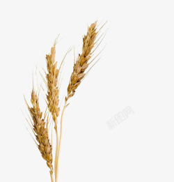 小麦穗子素材