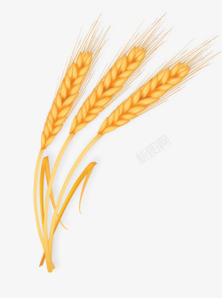 金色小麦麦子素材