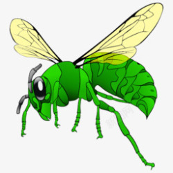 绿色苍蝇蚊子高清图片