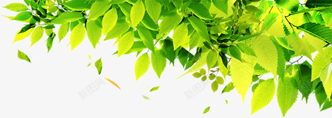 美景郊外树叶阳光树影png免抠素材_88icon https://88icon.com 树叶 树影 美景 郊外 阳光