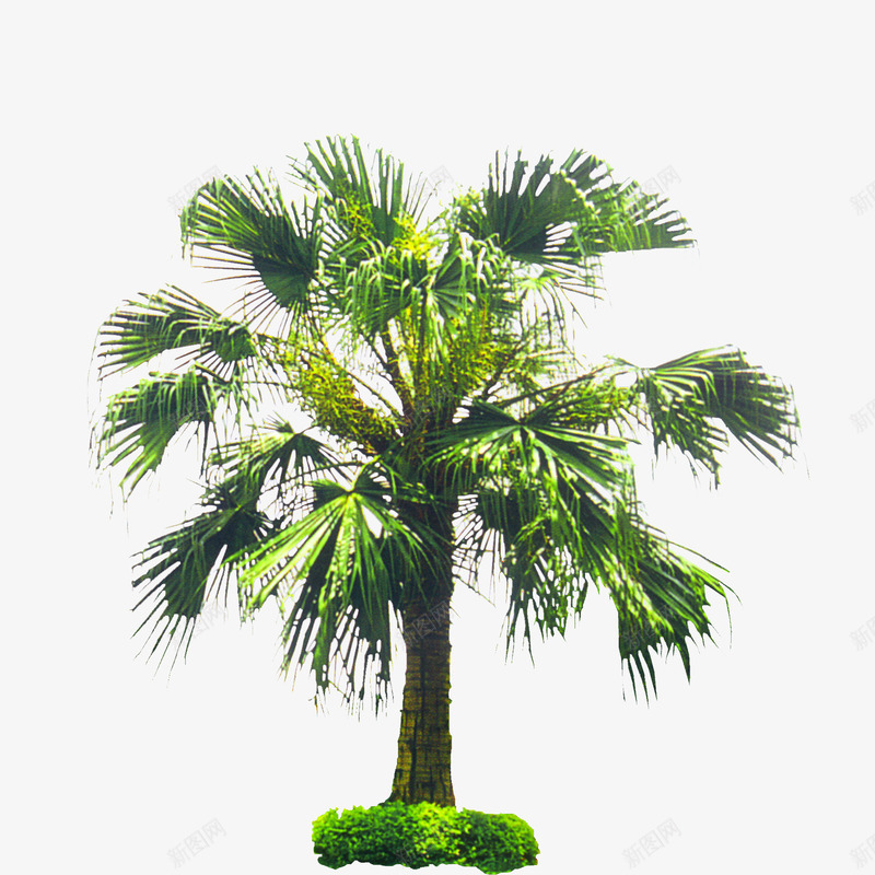 景观树植物psd免抠素材_88icon https://88icon.com 景观 树叶 植物 绿色